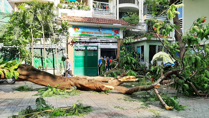 Tăng cường công tác kiểm tra, giám sát đảm bảo an toàn cây xanh trong mùa mưa bão trên địa bàn Thành phố